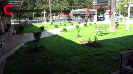 Anne kedi, yavrusuna saldıran 3 köpeği kovaladı