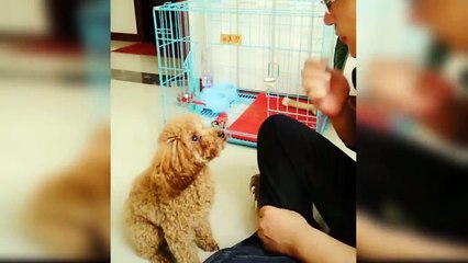 Dogs And Cats Reaction To Food - Funny Animal Reaction