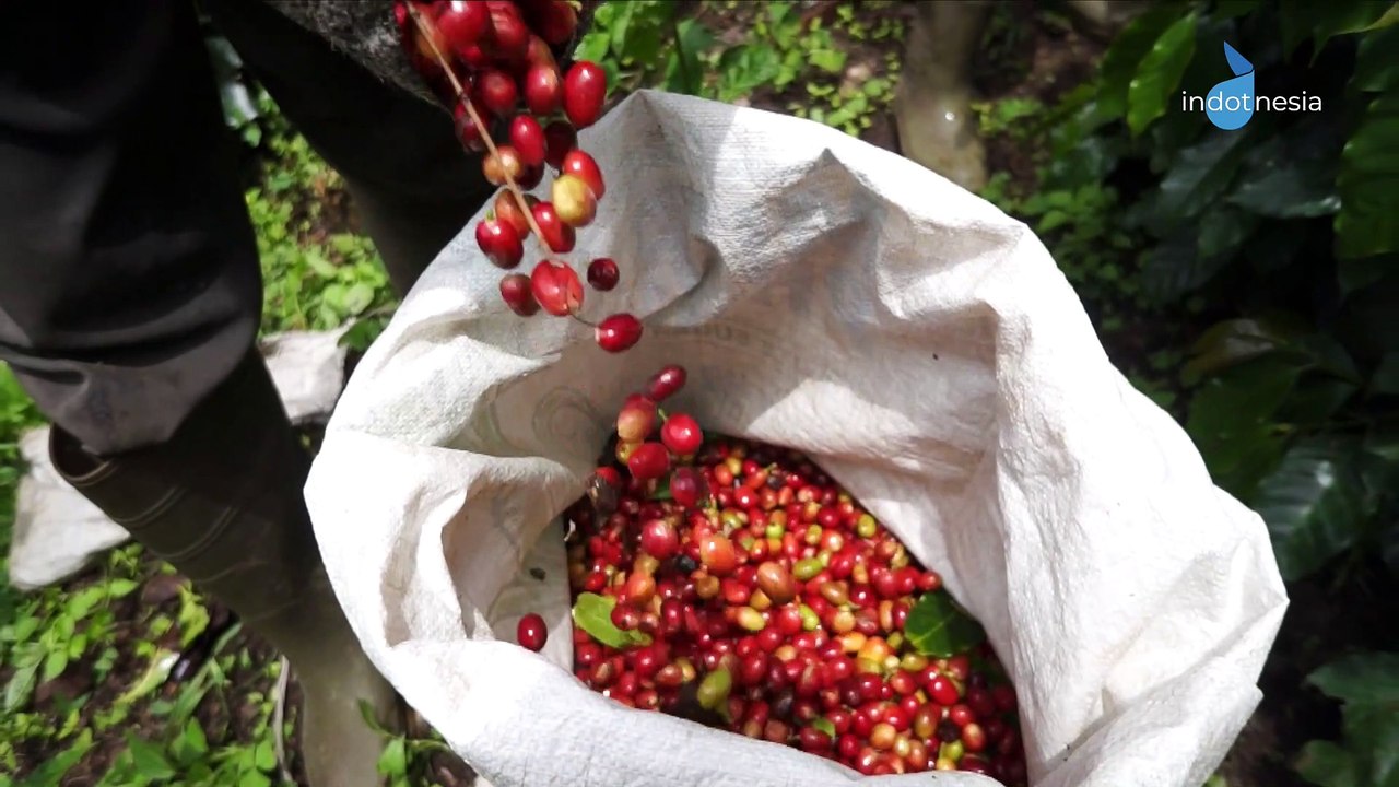 Hampir 60% Spesies Kopi  di Dunia Terancam Punah, Kita Bisa Apa?