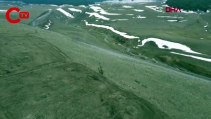 Domuz sürüsü, drone ile görüntülendi