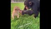 Aww Animals Soo Cute! Cute Baby Animals Videos Compilation Cute Moment Of The Animals #5