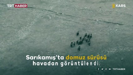 Domuz sürüsü dronla görüntülendi