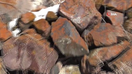 Nadir görülen beyaz gelincik Ardahan'da görüntülendi