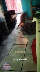 ANIMALES SIENDO ANIMALES - CuriosoBen