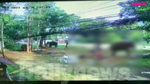 [คลิบ ]นาทีช้างทำร้ายเหยียบนักท่องเที่ยวดับ | Dailynews