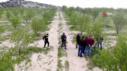 'Çağla badem' Buldan için alternatif ürün oldu