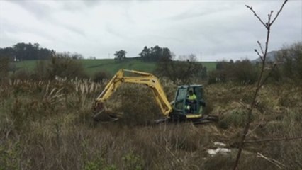Cantabria encabeza la lucha contra el plumero de la Pampa en el Arco Atlántico