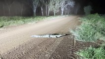 Speedy Crocodile Gallops Into the Grass