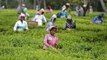 Bengal: Tea garden workers crucial in 5th phase