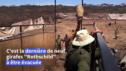 Au Kenya, une girafe sauvée de la montée des eaux