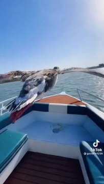 Beautiful birds Flying on sea | Best in Nature