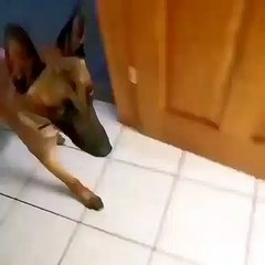 How well educated is that's dog