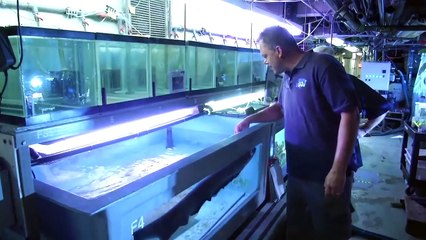 Top 10 Animales ATERRADORES Encontrados En Ríos