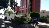 Corte de galhos de árvore provoca interdição da Rua Minas Gerais, no Centro