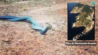 Snake Island of Brazil - The Deadliest Place On Earth | Fact Burnerr