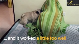 Pug Dog FREAKS OUT After Reunited With Hiding Uncle