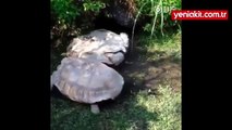 Kaplumbağa, ters dönen arkadaşına yardım ediyor