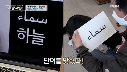 외국어도 배우는 강아지?