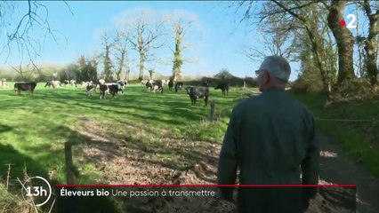 Agriculture : en Bretagne, les éleveurs bio à la recherche de repreneurs avant leur départ en retraite