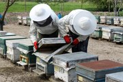 Manyas'ta arılar zehirli kimyasal atık su yüzünden telef oldu