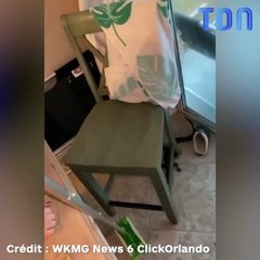 Elle chasse un bébé alligator avec une serpillère