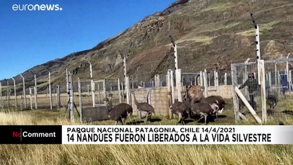 ¡Viva la vida silvestre! 14 ñandúes liberados en Chile tras nacer en un centro de reproducción