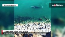 Ponza, incredibile avvistamento della balena grigia: è la prima in Italia
