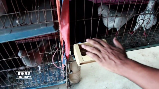 How To Make Easy Bird Feeder Plastic Board | Unique Pigeon Feeder | Easy DIY Feeder | Ideas Therapy