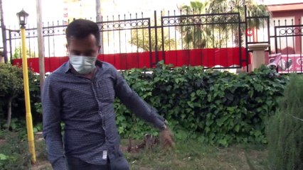 Kahraman kedi, yavrularını korumak için kendini feda etti