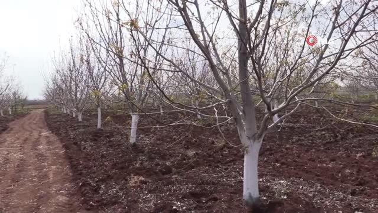 Diyarbakır'da ilk kez kestane ağacı aşılandı
