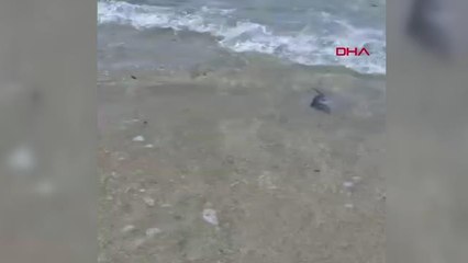 AYDIN KUŞADASI KIYILARINA ÖLÜ DENİZANALARI VURDU