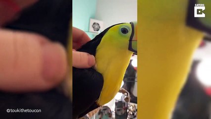 Ce toucan a la peau transparente... magnifique