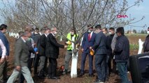 DİYARBAKIR'DA, 10 BİN CEVİZ AĞACI AŞILANDI