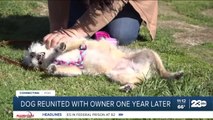 Dog reunited with owner one year later