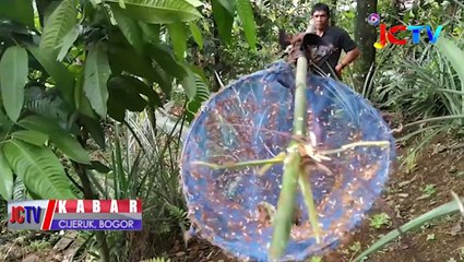 Perjuangan Pencari Kroto Ini Bikin Kamu Geleng-Geleng!