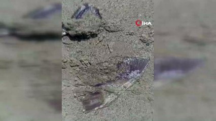 Kuşadası'nda ölü denizanaları sahile vurdu