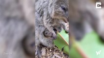 Total süß: Quokka-Baby im Beutel seiner Mama