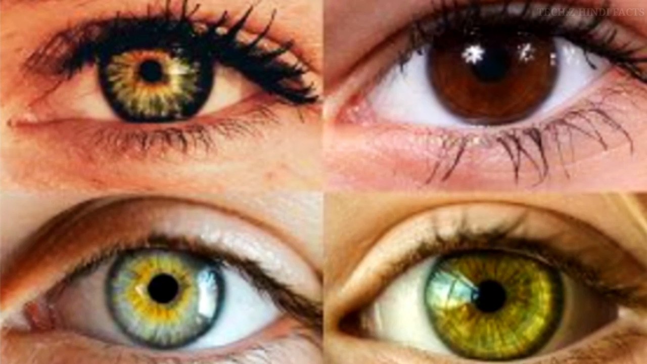 अगर बंदर की प्रजाती से इंसान बना है तो आज भी बंदर क्यों पाए जाते है? Evolution Of Human Being