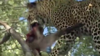 Leopardos Trapezistas Caçando Macacos // Era Uma Vez Um Sapo E Uma Rã