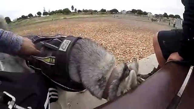 Excited Husky German Shepherd Mix IGNORES Puppy Dog Park. German Shepherd Husky Mix.