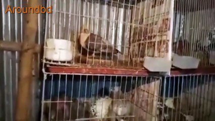 Top 10 Rare Pigeons in world Beautiful and Expensive Pigeons of the world