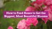 How to Feed Roses to Get the Biggest, Most Beautiful Blooms