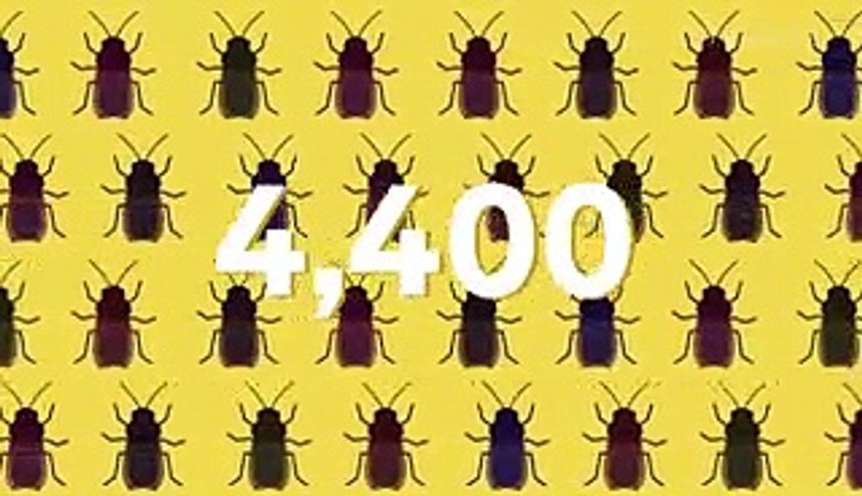 Here's what would happen if all insects on Earth disappeared video