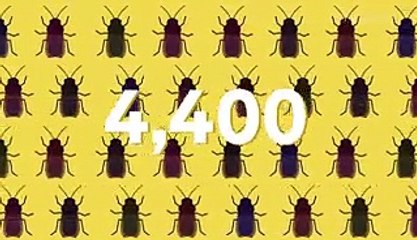 Here's what would happen if all insects on Earth disappeared