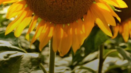 San Antonio Is About to Become a Sunflower-Filled Dream
