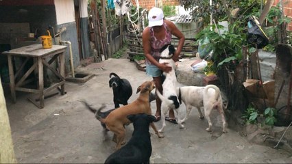 MULHER QUE CUIDA DE 18 CÃES DE RUA, PRECISA DE AJUDA EM ITAMBÉ