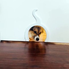 Corgi Loves Slipping Through Kitty Door