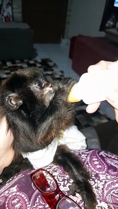 Rescued Howler Monkey Infant Enjoys a Meal