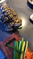 My Pet Tortoise Helping Me Reduce Food Waste