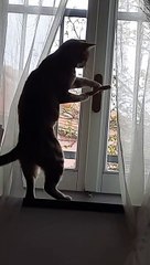 Cat Attempting to Open Window Succeeds